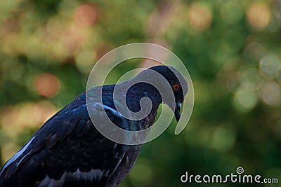 Pigeon close up Stock Photo