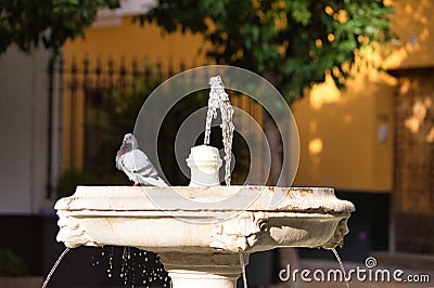 A pigeon cools off in a fountain in seville. It's hot in summer and the pigeon takes a bath Stock Photo