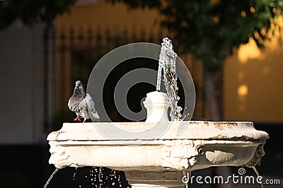 A pigeon cools off in a fountain in seville. It's hot in summer and the pigeon takes a bath Stock Photo