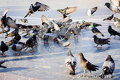 Pigeon Covey Stock Photo