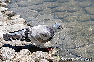 Pigeon. Dove. Beautiful pigeon close up. City birds Stock Photo