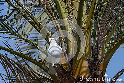 Pigeon. Dove. Beautiful pigeon close up. City birds Stock Photo
