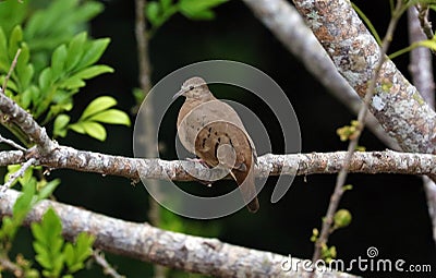 Pigeon dove in tree during summer in Costa Rica, beautiful peace avian Stock Photo