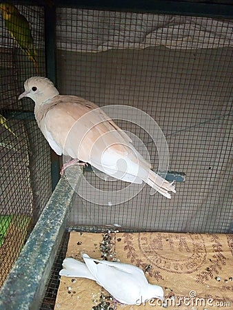 Pigeon and dowe cross bread Stock Photo