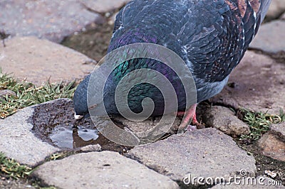 Pigeon drinking water from a puddle Stock Photo