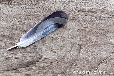 Pigeon feather on the brown wooden texture background. Stock Photo