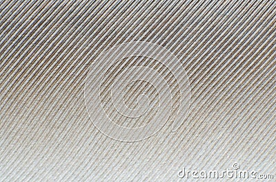 Pigeon feather close-up background texture Stock Photo