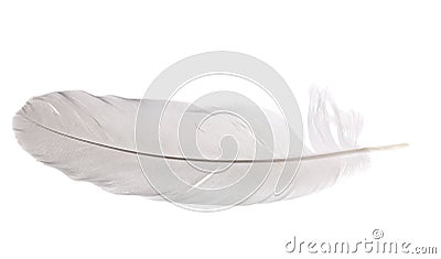 Pigeon feather isolated on white Stock Photo