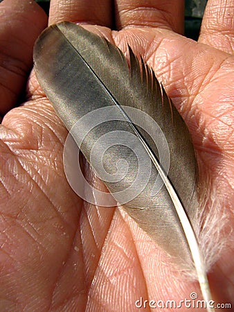 Pigeon feather in palm of hand Stock Photo