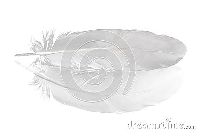 Pigeon feather on white Stock Photo