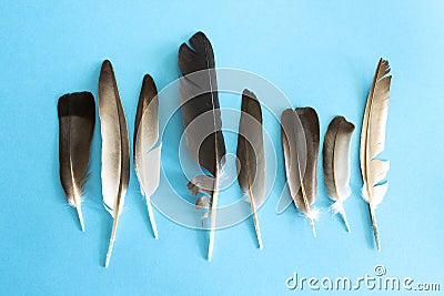 Pigeon feathers on a blue background Stock Photo