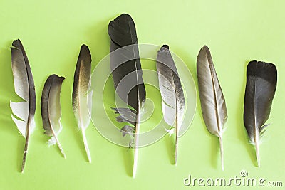 Pigeon feathers on green background Stock Photo