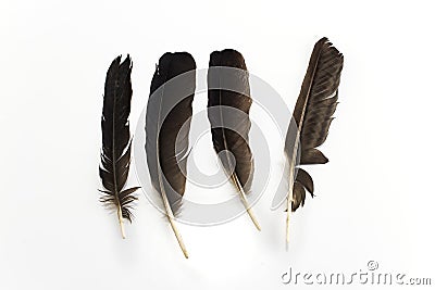 Pigeon feathers Stock Photo