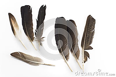 Pigeon feathers Stock Photo