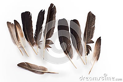 Pigeon feathers Stock Photo