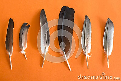 Pigeon feathers on an orange background Stock Photo