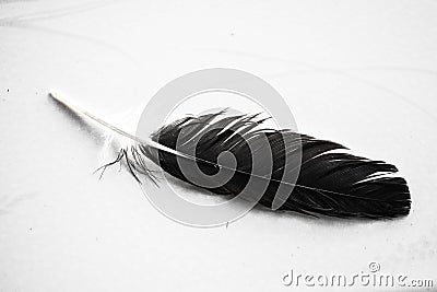 Pigeon Feathers Stock Photo