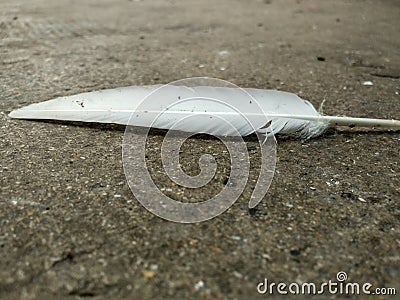 Pigeon feathers Stock Photo