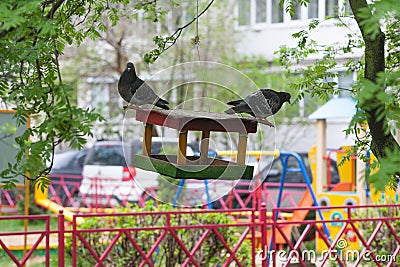 Pigeon in the feeder, birds and green city. Stock Photo