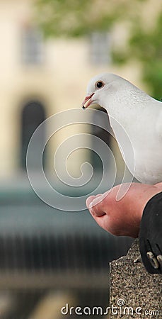 The pigeon feeder in the streets Prague Czech Republic Stock Photo