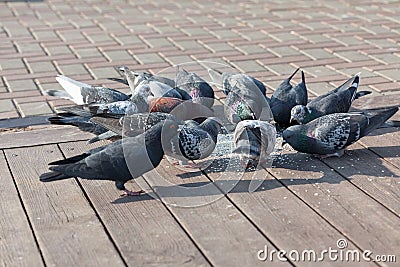 Pigeon feeding Stock Photo