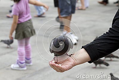 Pigeon Feeding on Hand Venice Stock Photo