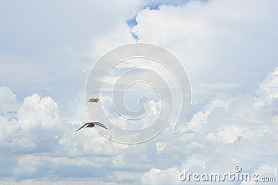 Pigeon flies in the blue sky in a sunny day. Stock Photo