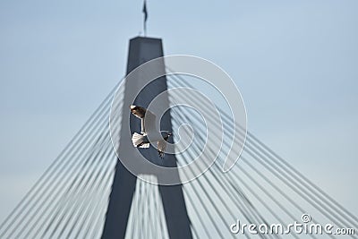 The pigeon flies over a stretched bridge. Stock Photo