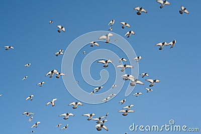 A pigeon flies in the sky.A pigeon flies in the sky. A flying bird against the blue sky, a blue dove spread its wings. Stock Photo