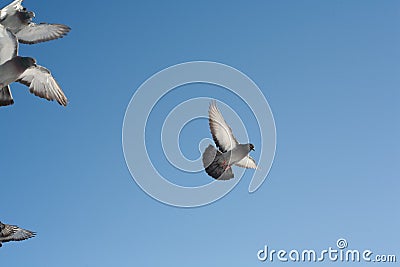 A pigeon flies in the sky.A pigeon flies in the sky. A flying bird against the blue sky, a blue dove spread its wings. Stock Photo