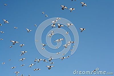 A pigeon flies in the sky.A pigeon flies in the sky. A flying bird against the blue sky, a blue dove spread its wings. Stock Photo