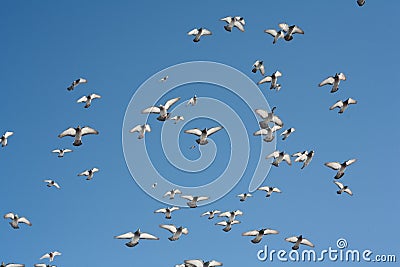 A pigeon flies in the sky.A pigeon flies in the sky. A flying bird against the blue sky, a blue dove spread its wings. Stock Photo