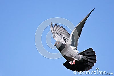 Pigeon in flight Stock Photo