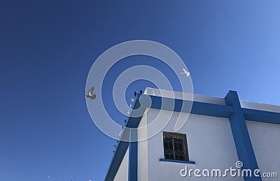 pigeon flight Stock Photo