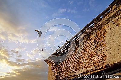 Pigeon in flight over the roofs of the old town Stock Photo