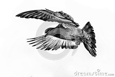 Pigeon in fly Stock Photo