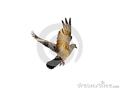 Pigeon flying isolated Stock Photo