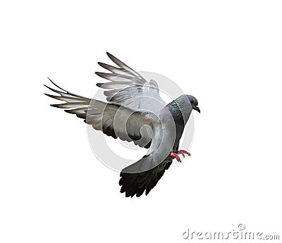 Pigeon in flight isolated on white background Stock Photo