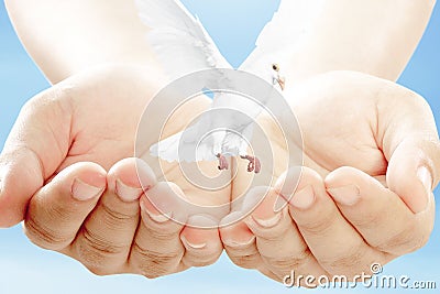 Pigeon flying on open hand Stock Photo