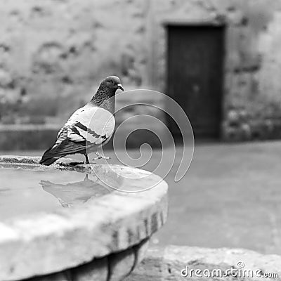 Pigeon on a fountain and background of old buildings Stock Photo