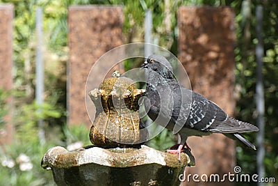 Pigeon on a Fountain Stock Photo