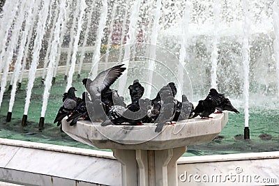 Pigeon in the garden of Eyup Mosque Stock Photo