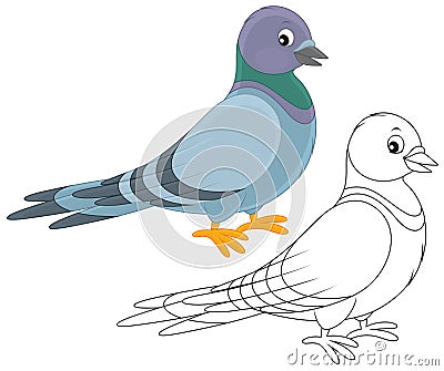 Pigeon Vector Illustration