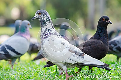 Pigeon group Stock Photo