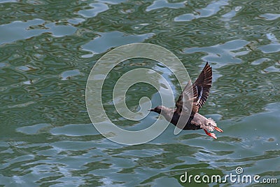 Pigeon guillemot bird Stock Photo