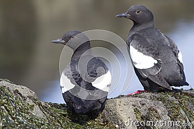 PIGEON GUILLEMOT sitting on the rocks at low tide on a summer da Stock Photo