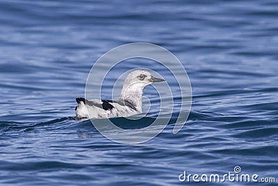 Pigeon guillemot in winter plumage floating Stock Photo