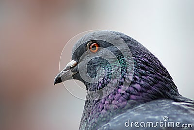 Pigeon head close up Stock Photo