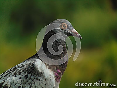 Pigeon head Stock Photo