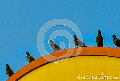 A bevy of Pigeons enjoys their magic hour stroll in Indian cityscape. Stock Photo